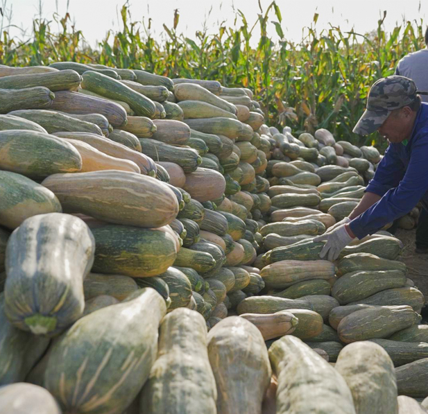 Cáilíocht agus próiseas